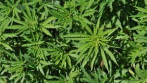 Aphria
